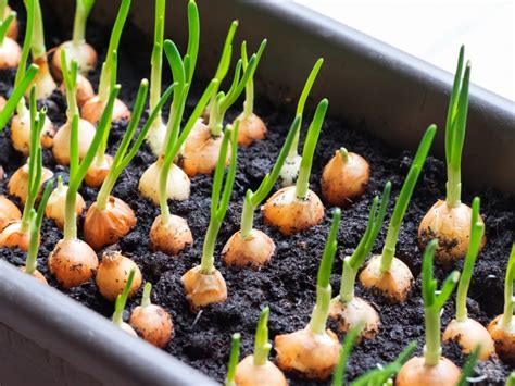 10 Simple Steps to Successfully Plant Sprouted Onions at Home